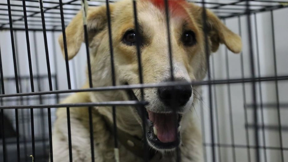 Масштабна ветеринарна місія UAnimals під Запоріжжям: допомогу отримали сотні тварин